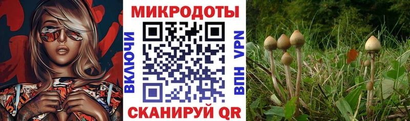 Купить закладки  Жирновск  Псилоцибиновые грибы Cubensis 